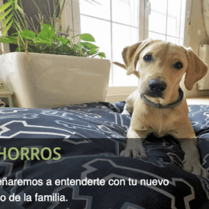 Foto de RUDOG Adiestramiento Canino Zaragoza en Zaragoza - Imagen 1