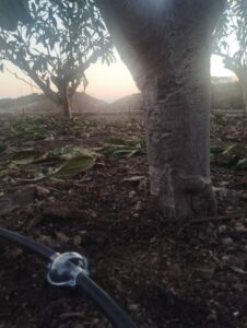 DEEPDROP | Sistema de Riego por Goteo - Agricultura en Torrox (Málaga) DEEPDROP | Sistema de Riego por Goteo - Agricultura en Torrox (Málaga)