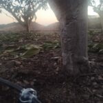 DEEPDROP | Sistema de Riego por Goteo - Agricultura en Torrox (Málaga) DEEPDROP | Sistema de Riego por Goteo - Agricultura en Torrox (Málaga)