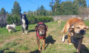 Adestramos - Adiestrador canino en vigo Adestramos - Adiestrador canino en vigo