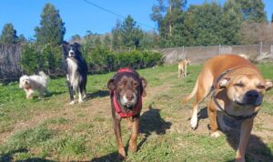 Adestramos - Adiestrador canino en vigo Adestramos - Adiestrador canino en vigo