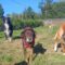 Adestramos - Adiestrador canino en vigo Adestramos - Adiestrador canino en vigo
