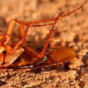 Foto de ECOPEST S.L en Zaragoza - Imagen 3
