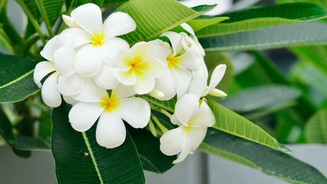 Planta Ornamental