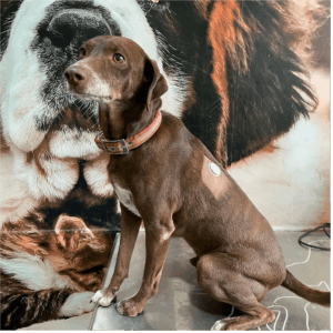 Foto de Centro Veterinario Parquelagos en Parquelagos - Imagen 9