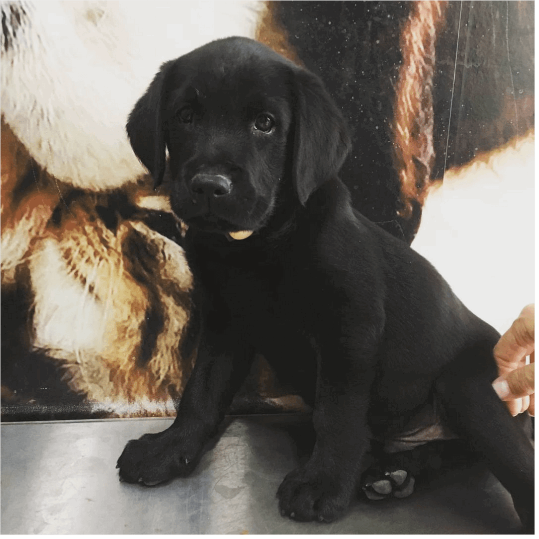 Centro Veterinario Parquelagos - Imagen 7