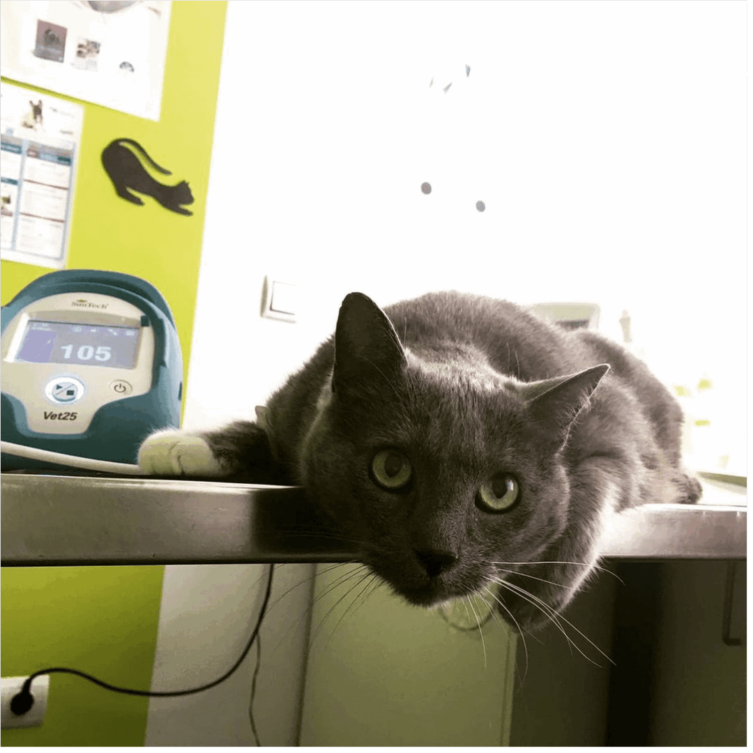 Centro Veterinario Parquelagos - Imagen 5