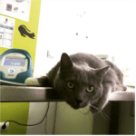 Centro Veterinario Parquelagos - Imagen 5 - Veterinario en Parquelagos