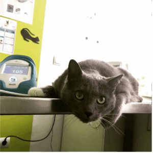 Foto de Centro Veterinario Parquelagos en Parquelagos - Imagen 6
