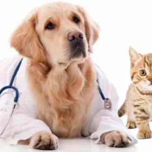 Foto de Clínica Veterinaria Granada en Granada - Imagen 2