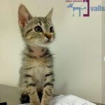 Clínica Veterinaria Valls - Imagen 2 - Tienda de productos para mascotas en Logroño