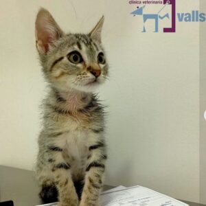 Foto de Clínica Veterinaria Valls en Logroño - Imagen 3