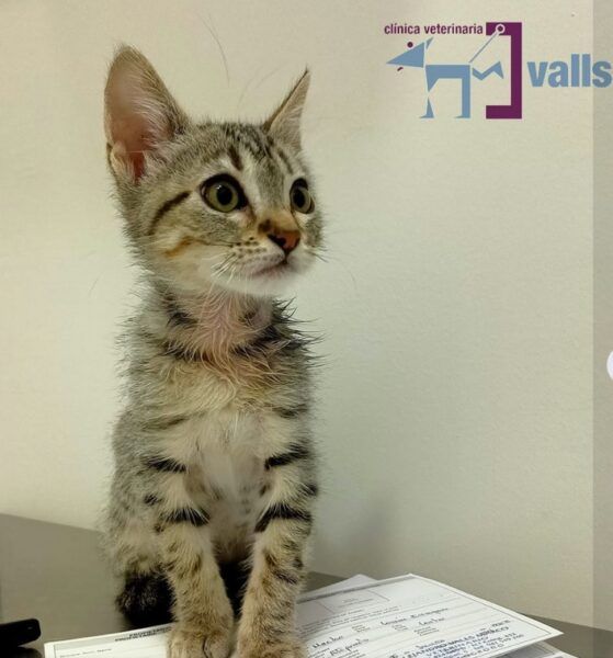 Clínica Veterinaria Valls - Imagen 2