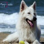 Clínica Veterinaria Valls - Imagen 4 - Tienda de productos para mascotas en Logroño