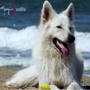 Foto de Clínica Veterinaria Valls en Logroño - Imagen 5