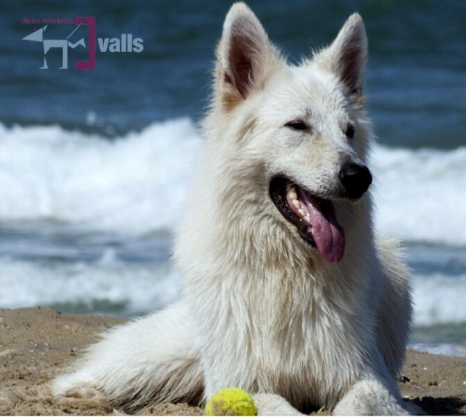 Clínica Veterinaria Valls - Imagen 4