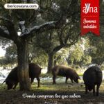 IBÉRICOS AYNA jamones y embutidos - Imagen 1 - Tienda de jamones en Salamanca