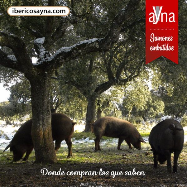 IBÉRICOS AYNA jamones y embutidos - Imagen 1