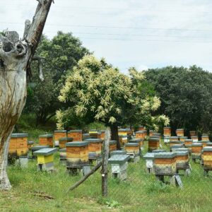 Foto de Miel Logon en Carucedo - Imagen 5