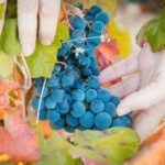Bodega Remigio de Salas Jalón - Imagen 1 - Vino en Dueñas
