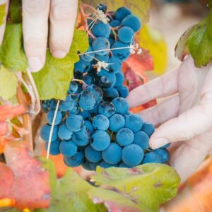 Foto de Bodega Remigio de Salas Jalón en Dueñas - Imagen 2