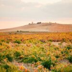 Bodega Remigio de Salas Jalón - Imagen 2 - Vino en Dueñas