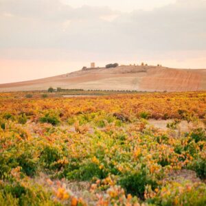 Foto de Bodega Remigio de Salas Jalón en Dueñas - Imagen 3