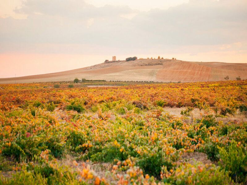 Bodega Remigio de Salas Jalón - Imagen 2