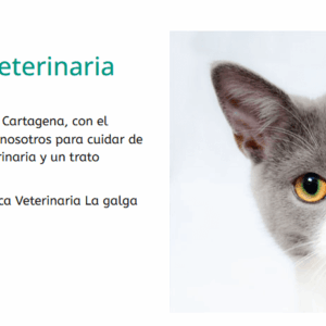 Foto de La galga Lola en Cartagena - Imagen 2