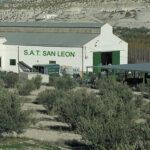 S.A.T. San León · Especialistas en Encurtidos - Imagen 3 - Mayorista de especias en Benamaurel