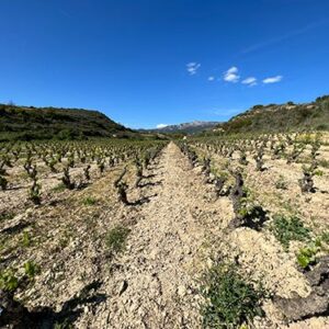 Foto de Zuzaran Viñedos y Vinos en Labastida - Imagen 2
