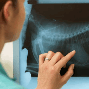 Foto de Clinica Veterinaria CeuVet en Ceutí - Imagen 3