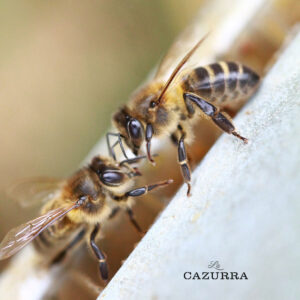 Foto de Miel La Cazurra en La Robla - Imagen 5