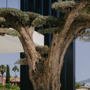 Foto de Adarve Gardens | Luxury garden design Marbella en Benahavís - Imagen 5